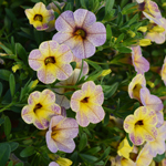 Calibrachoa Chameleon Blueberry Scone